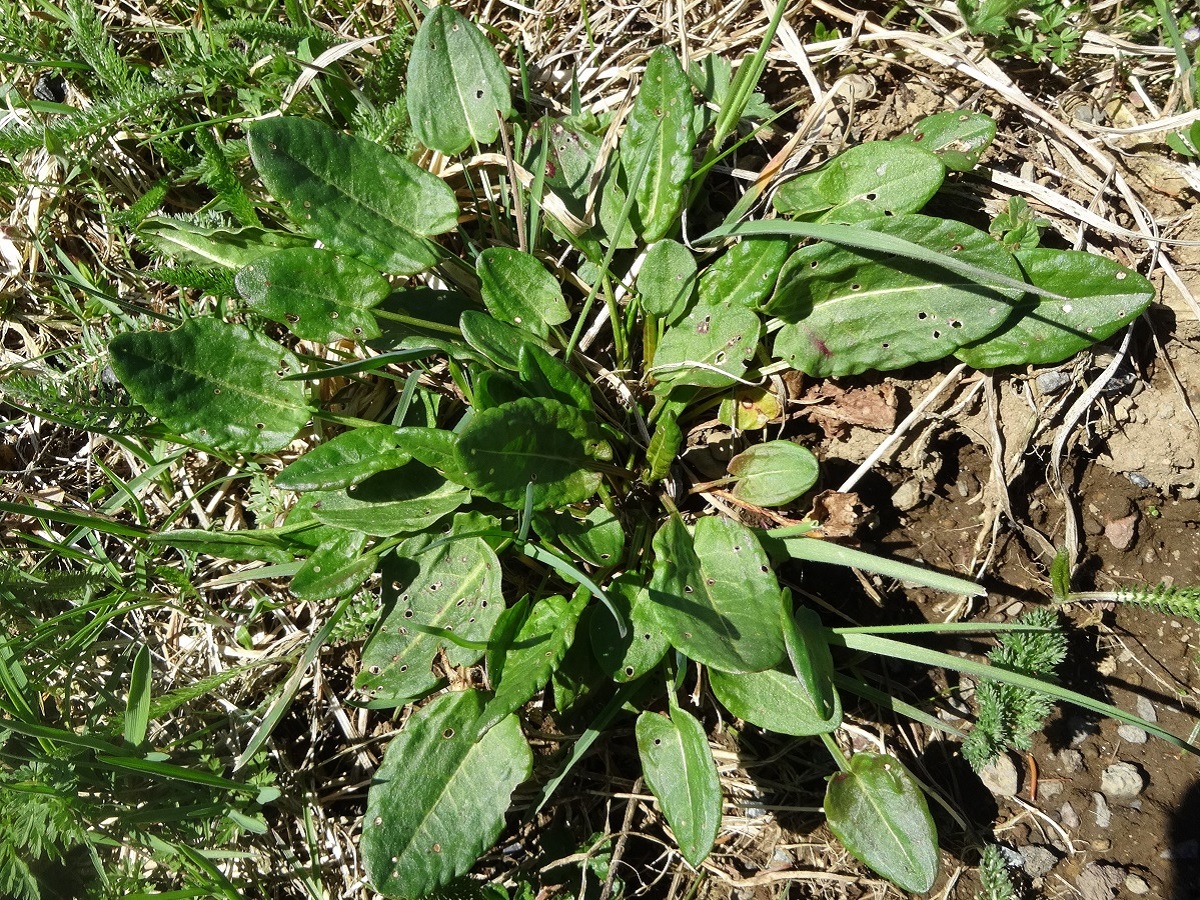Rumex acetosa subsp. acetosa (Polygonaceae)
